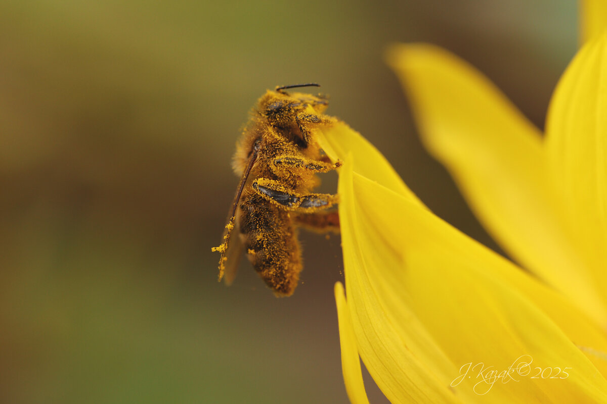 *** - Елена Kазак (selena1965)