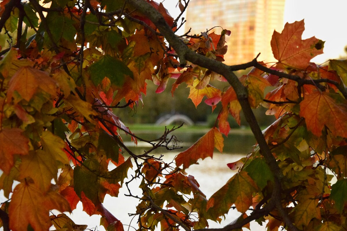 Сквозь листья - Мария Яковлева