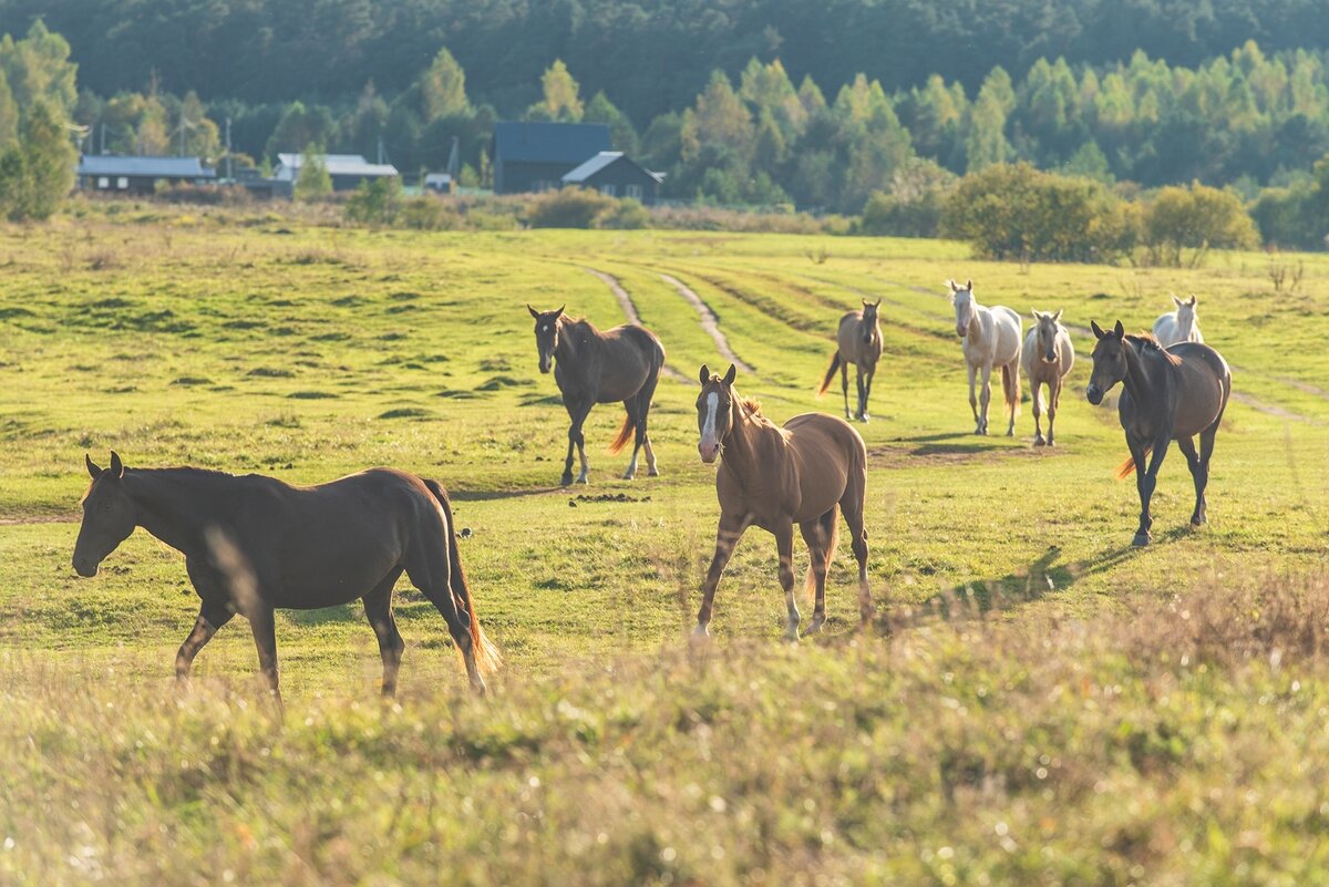Осенний выгул. - Виктор Евстратов Осенний выгул. - Виктор Евстратов