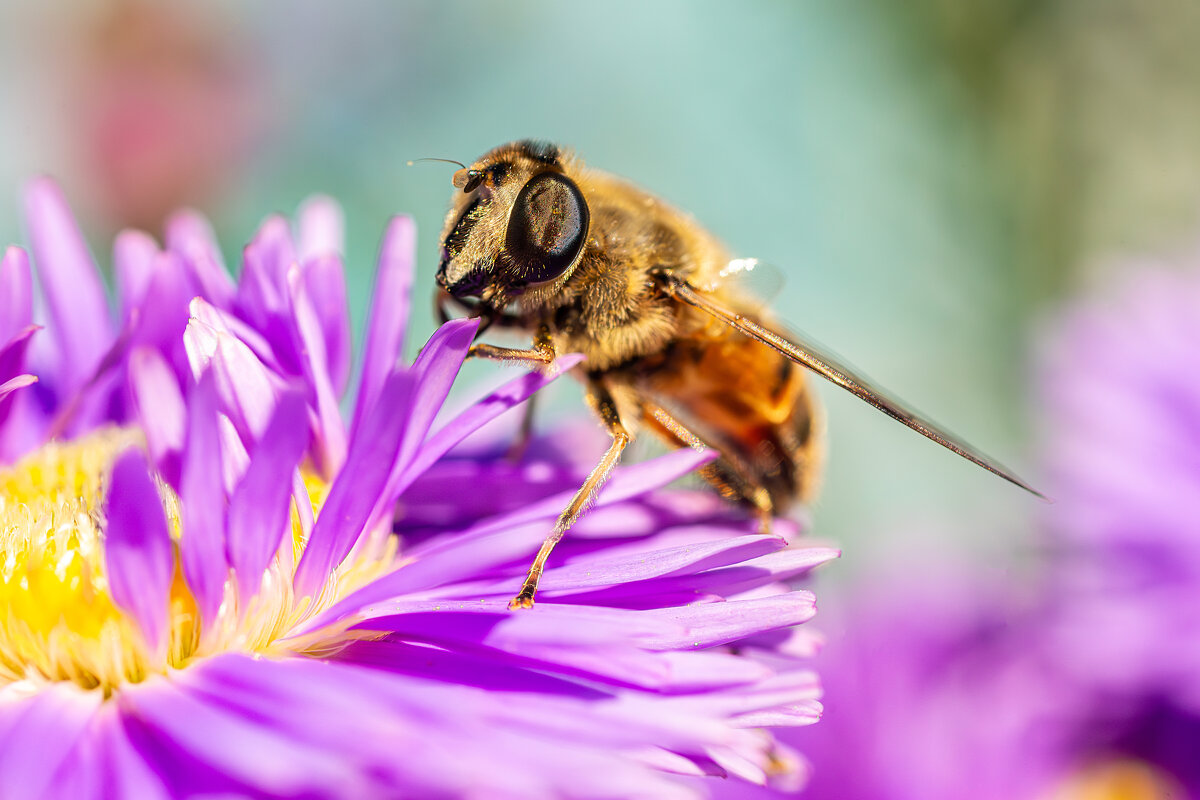 Пчеловидка - Alex Bush