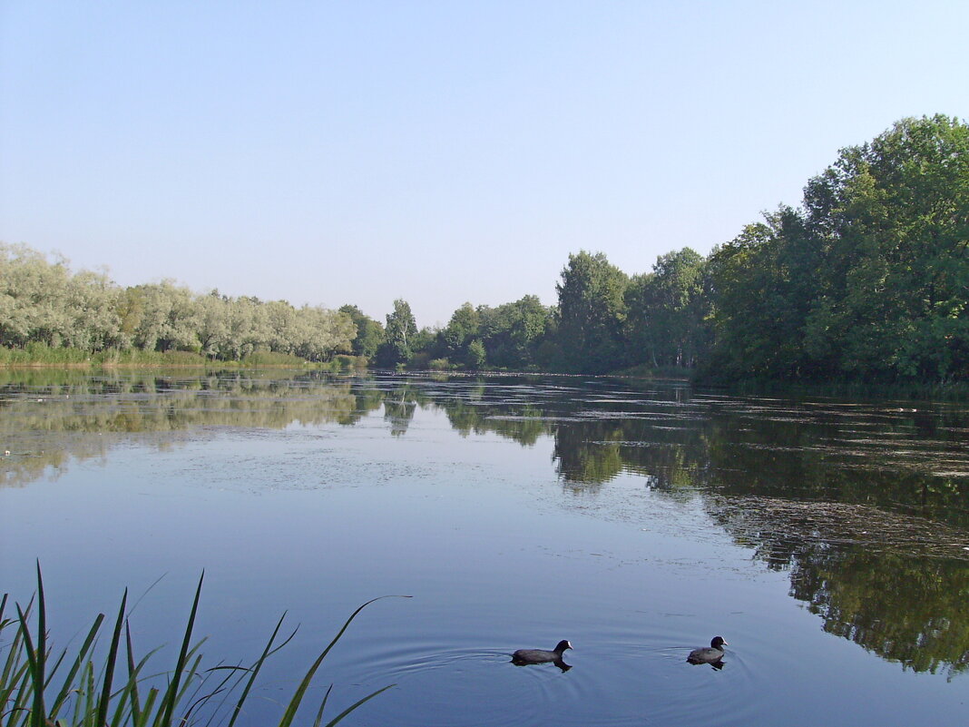 Парочка лысушек. - VasiLina *