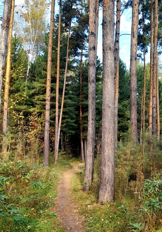 По тропинке в лес густой . - Мила Бовкун