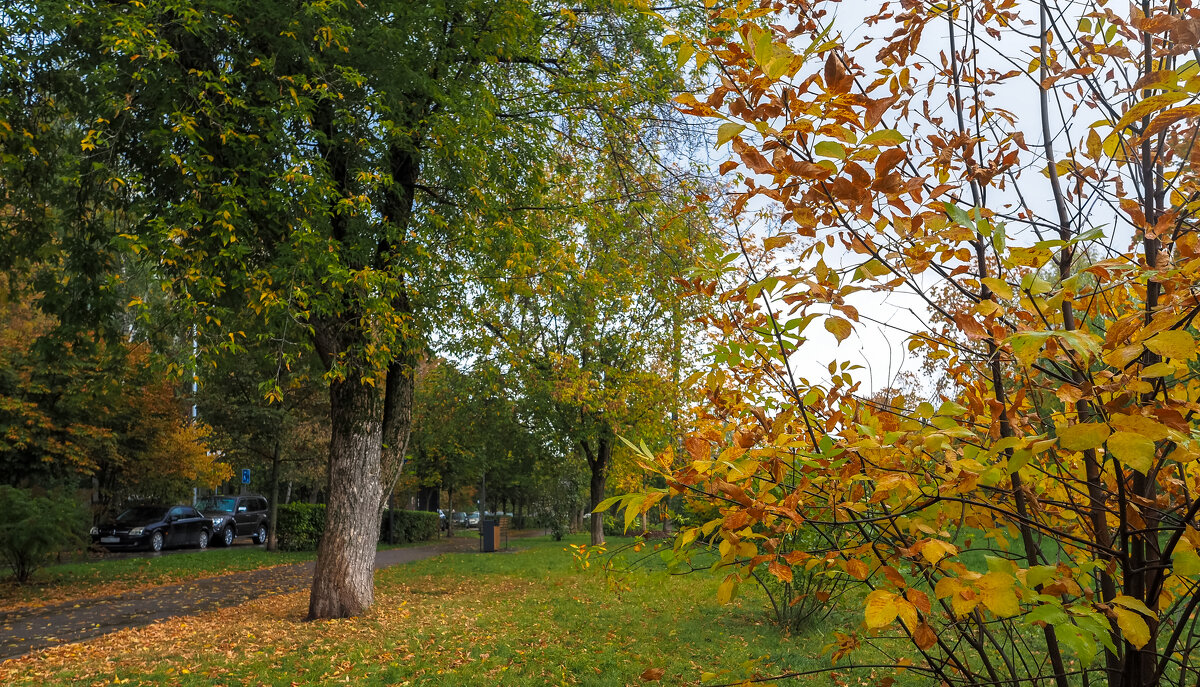 Осенние - юрий поляков