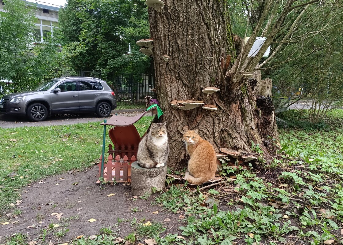 Кошачьи посиделки... - Мария Васильева Кошачьи посиделки... - Мария Васильева