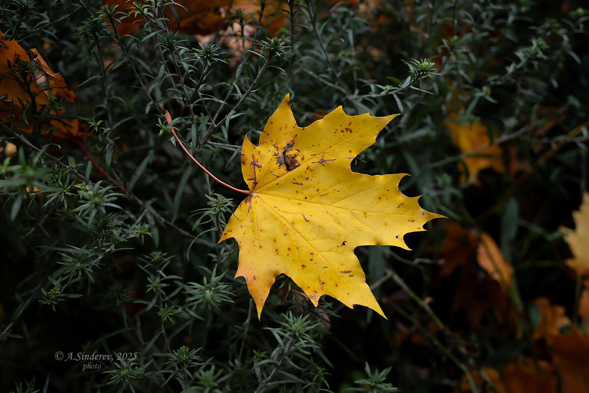 Жёлтый кленовый лист - Александр Синдерёв