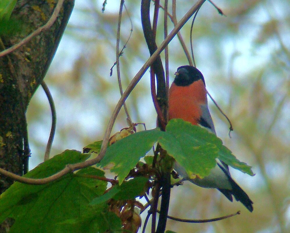 снегирь - gawrilа - dan
