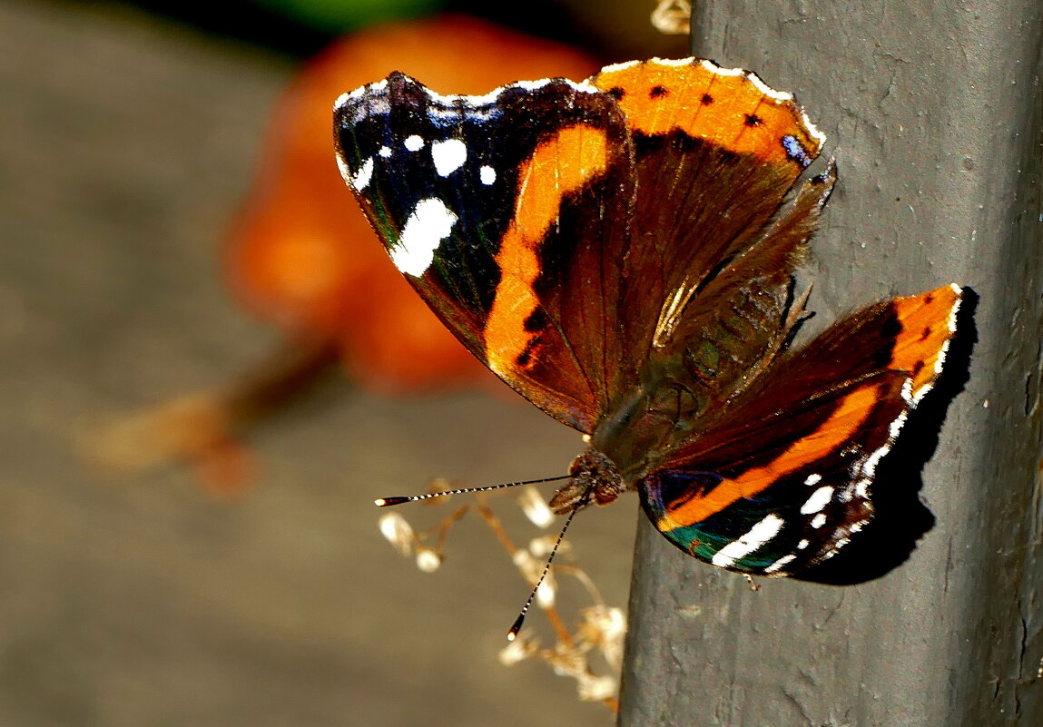 опять про бабочек 9 - Александр Прокудин опять про бабочек 9 - Александр Прокудин