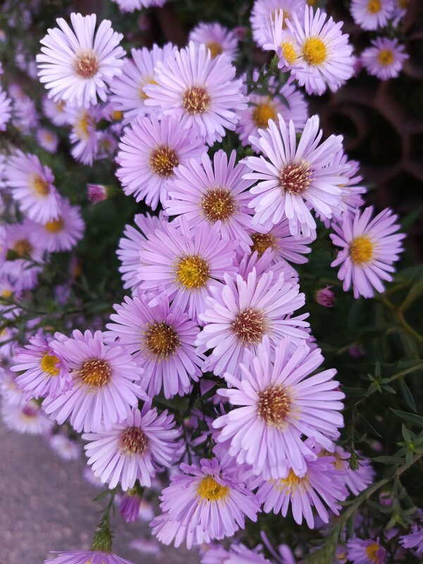 Радующие глаза - Татьяна Пальчикова