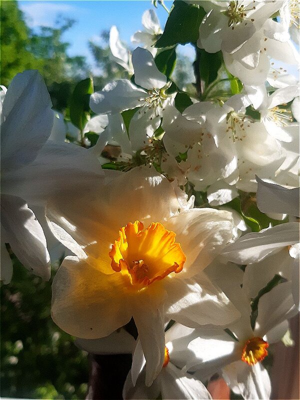 Вспоминая весну! - Нина Андронова