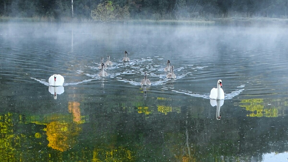 Лебединый строй. - Милешкин Владимир Алексеевич Лебединый строй. - Милешкин Владимир Алексеевич