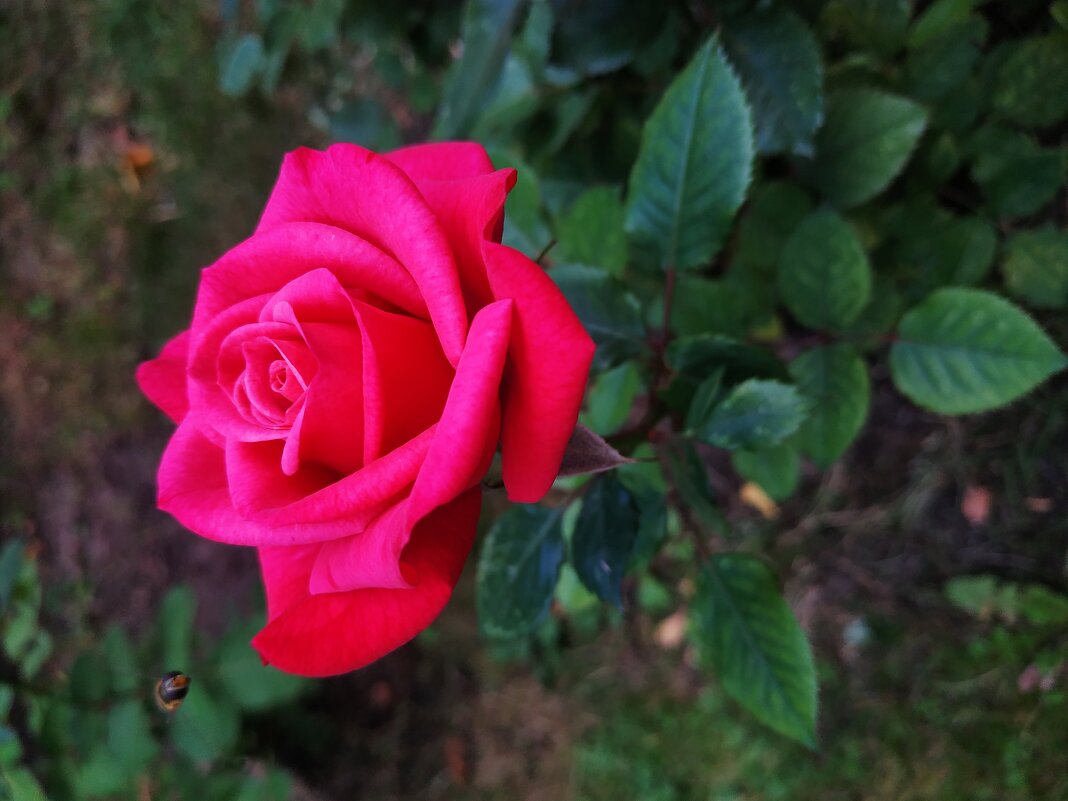 Любят ли цветы физики-теоретики? :-) - Андрей Лукьянов