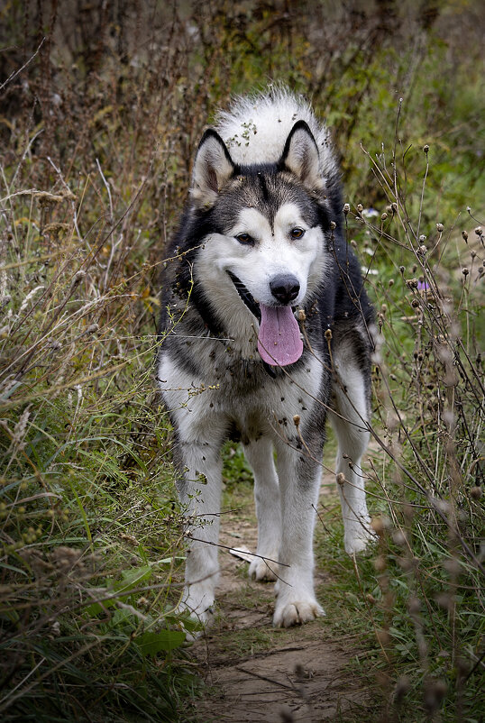 Ярик. - leff Postnov