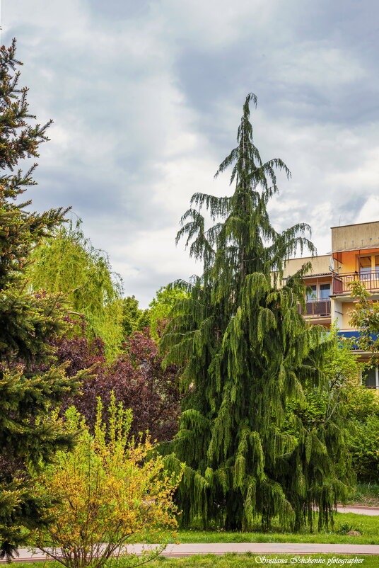 Новы Двур Мазовецки, Польша. - Светлана Ищенко