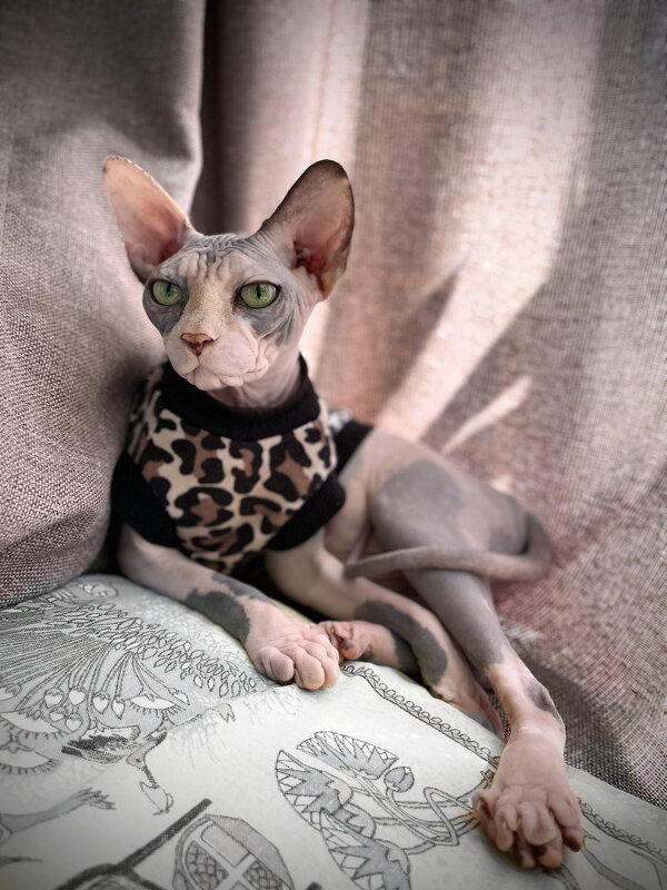 Царица я ! - Андрей Зайцев