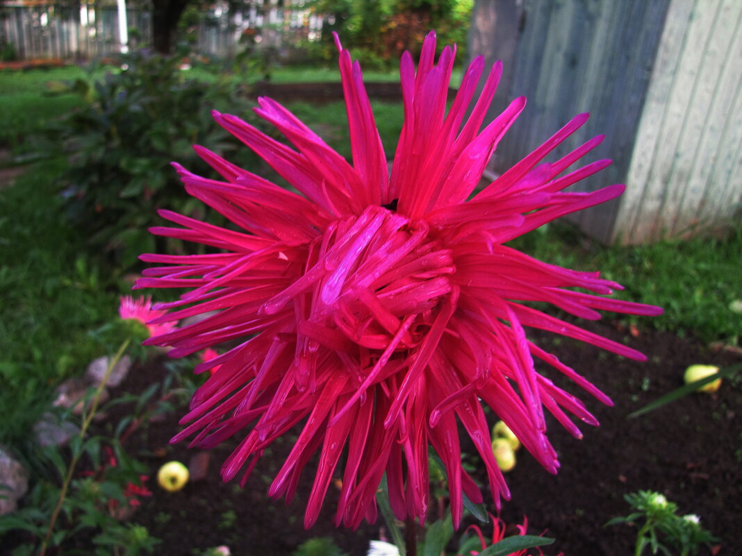 Осенняя красавица - Людмила Смородинская