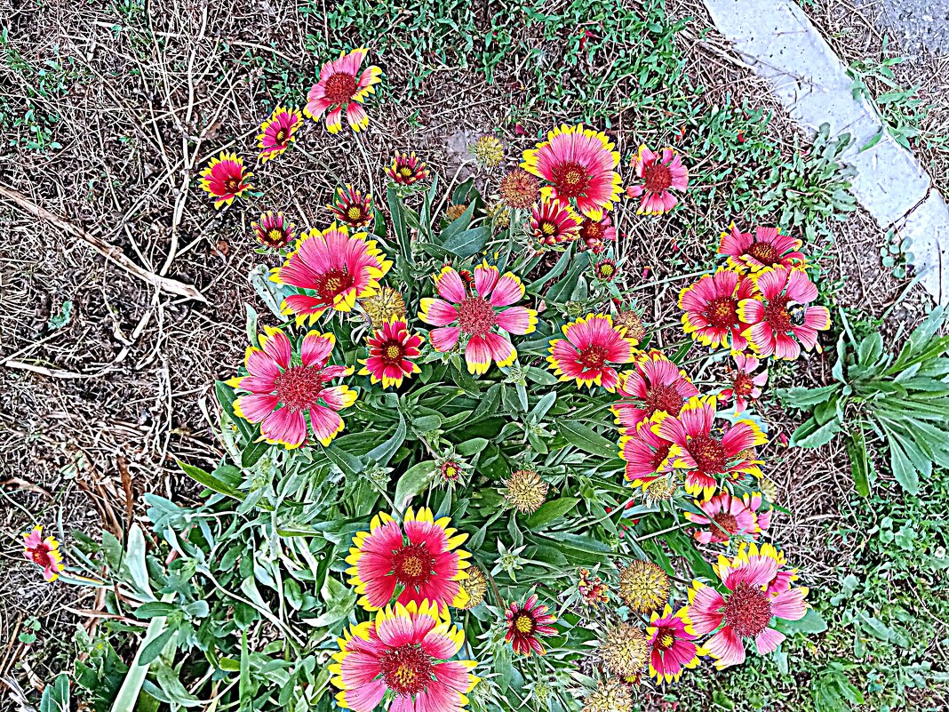 Цветы. - Владимир Драгунский