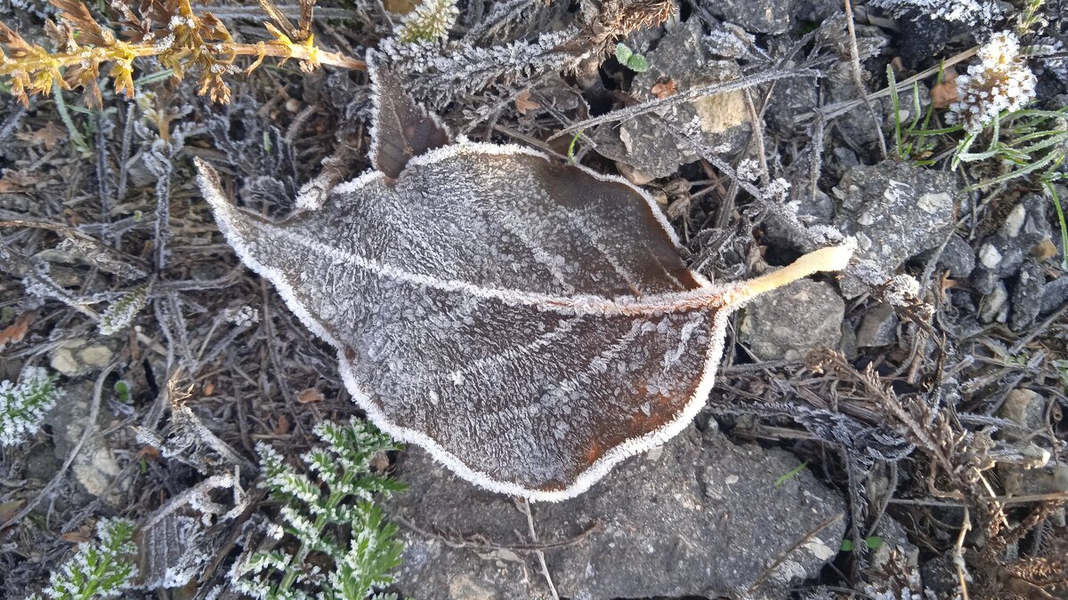 такой разный ноябрь - Елена Шаламова