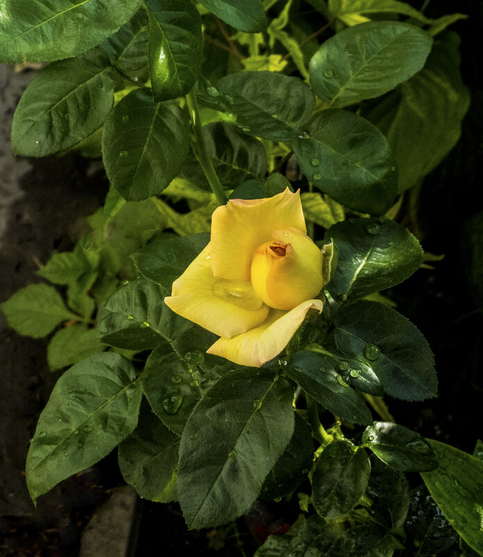 Бутон  Глории  Дей - Валентин Семчишин