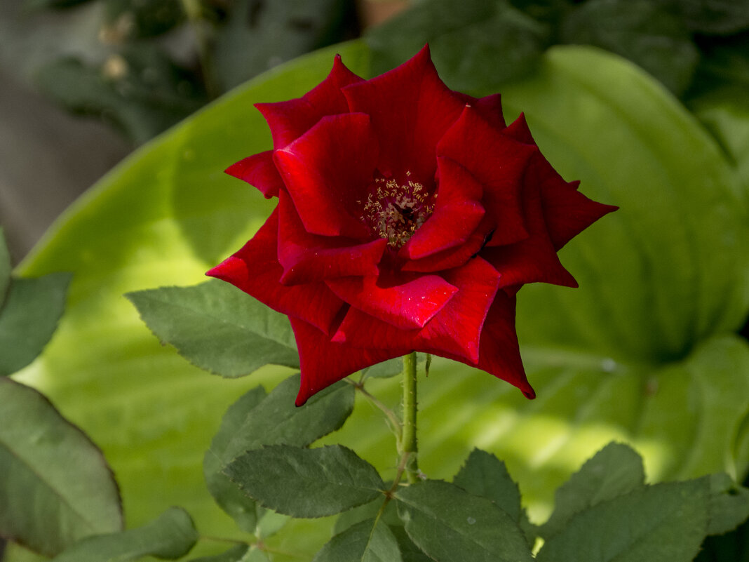 Алая  роза,Супер  Стар - Валентин Семчишин