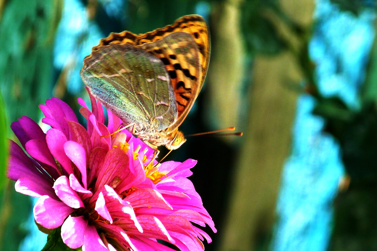 Бабочка  на  цветке - Валентин Семчишин