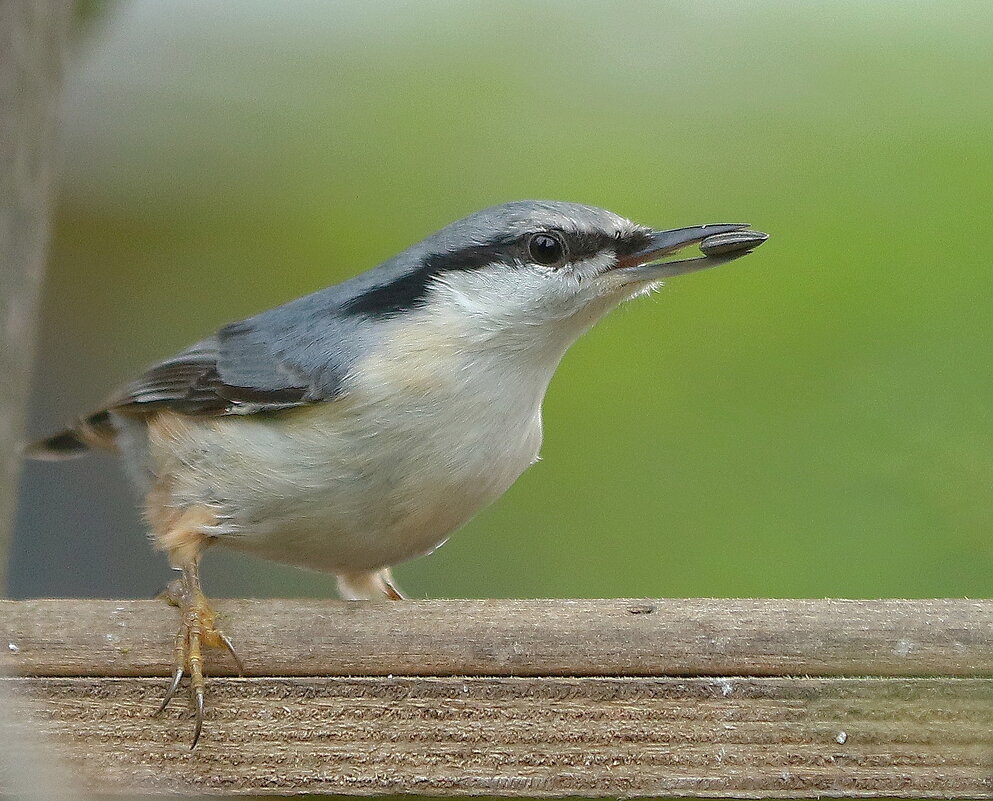 поползень обыкновенный - Andrey Bragin поползень обыкновенный - Andrey Bragin