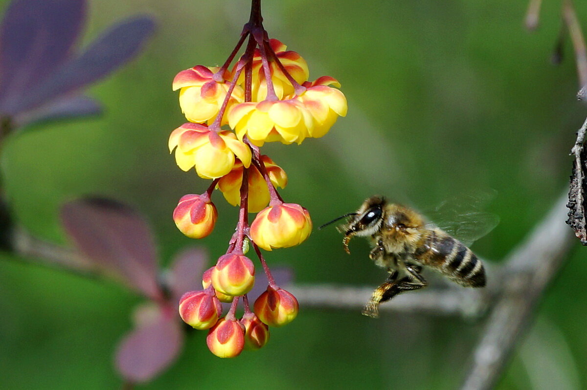 из серии " Макро мир вокруг нас..." - Николай Саржанов из серии " Макро мир вокруг нас..." - Николай Саржанов