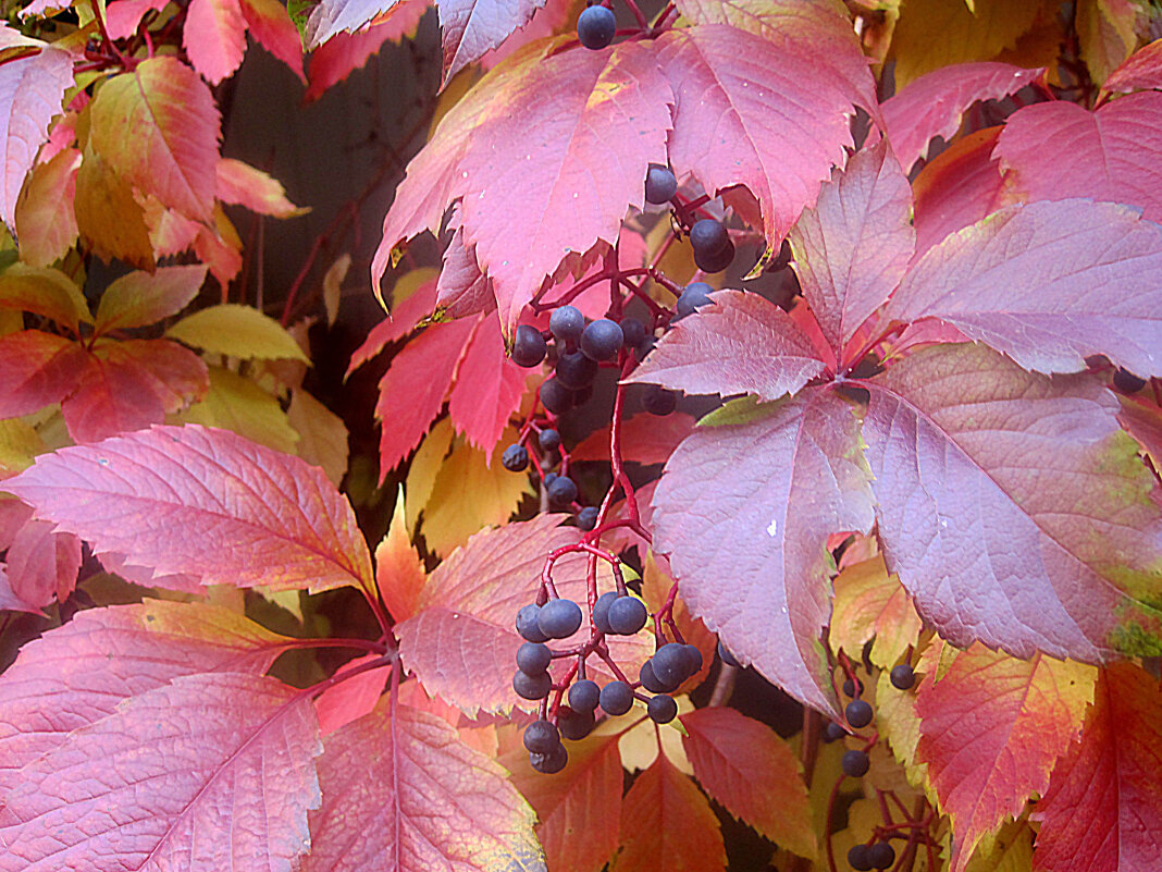 Осенний интерьер - Елена Семигина Осенний интерьер - Елена Семигина