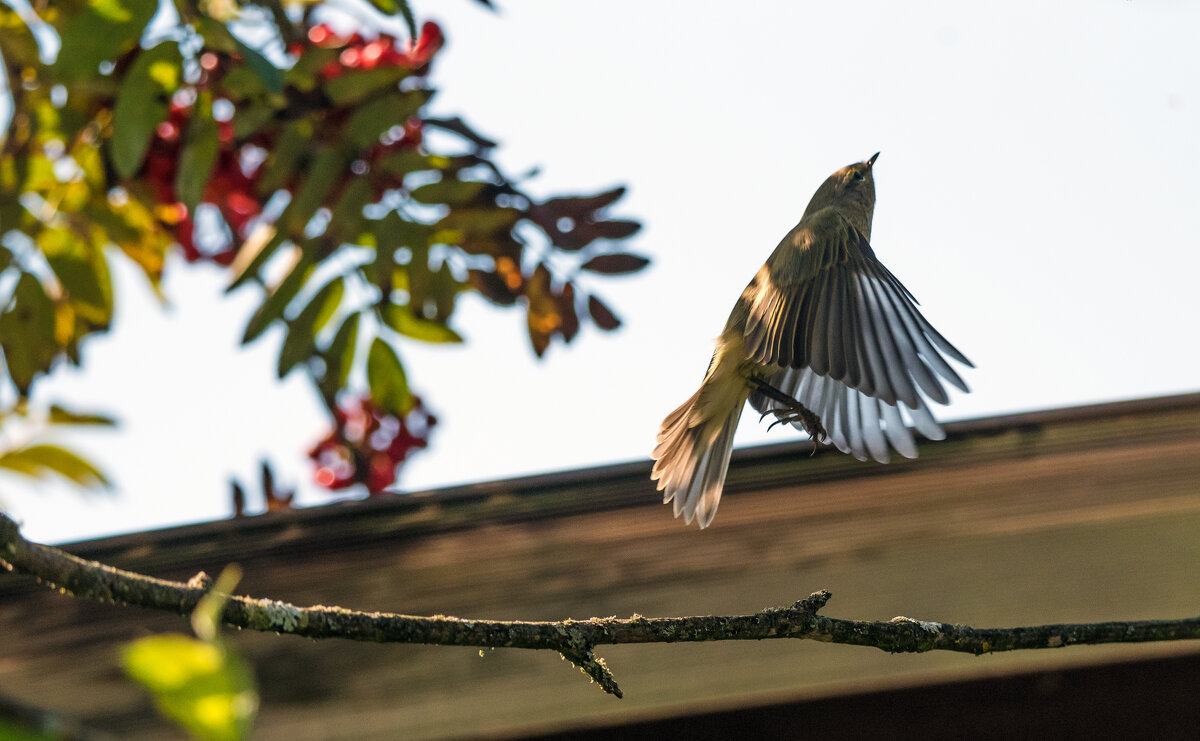 Пеночка. - Владимир Безбородов Пеночка. - Владимир Безбородов