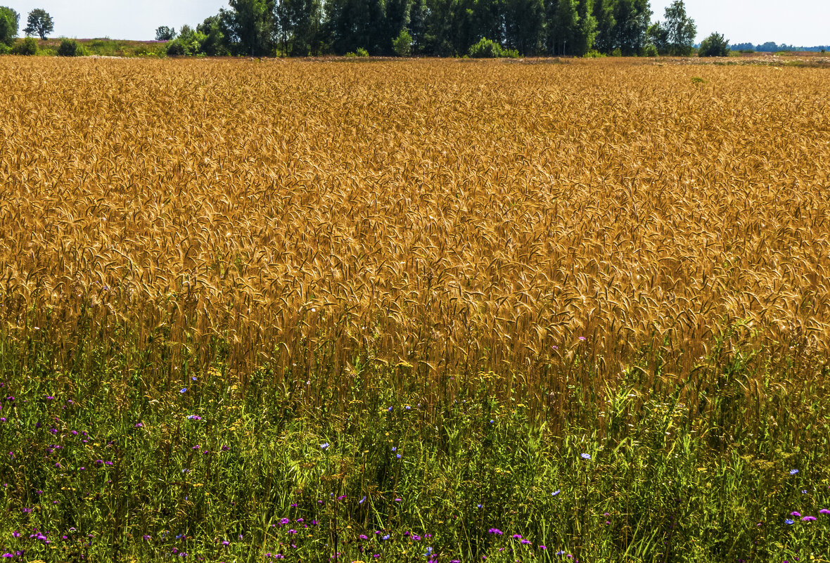 Июль,зреет урожай - Сергей Цветков Июль,зреет урожай - Сергей Цветков