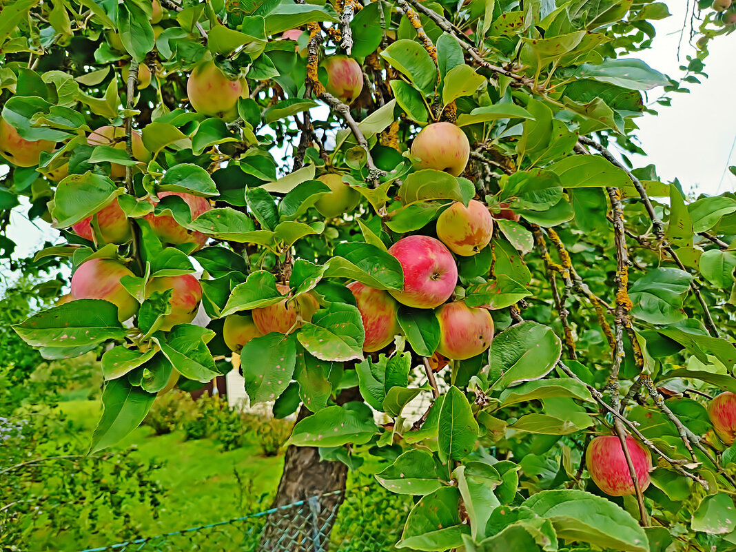 Яблочная пора! - Vladimir Semenchukov