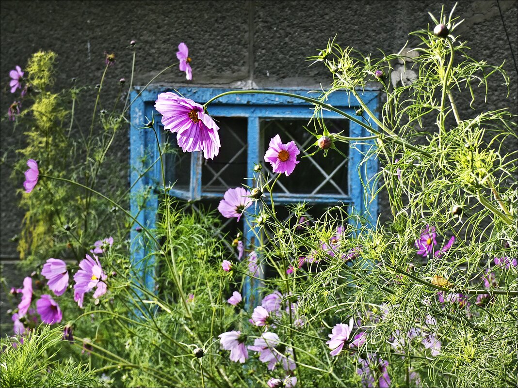 Палисадник под окнами - Валентина *