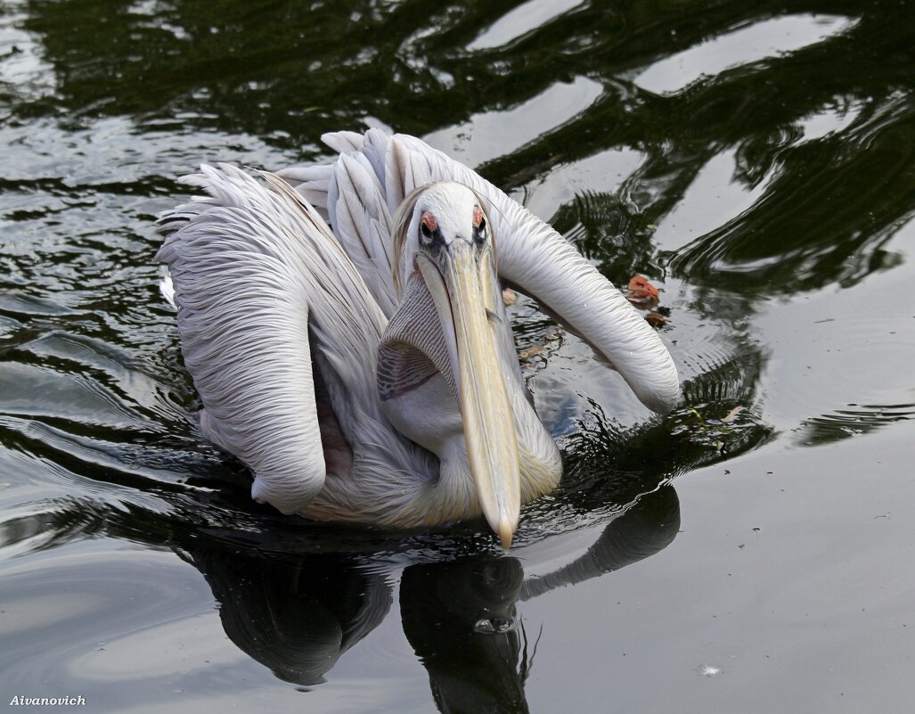 Громадный клюв, как ятаган... - Андрей Андреев Андреев