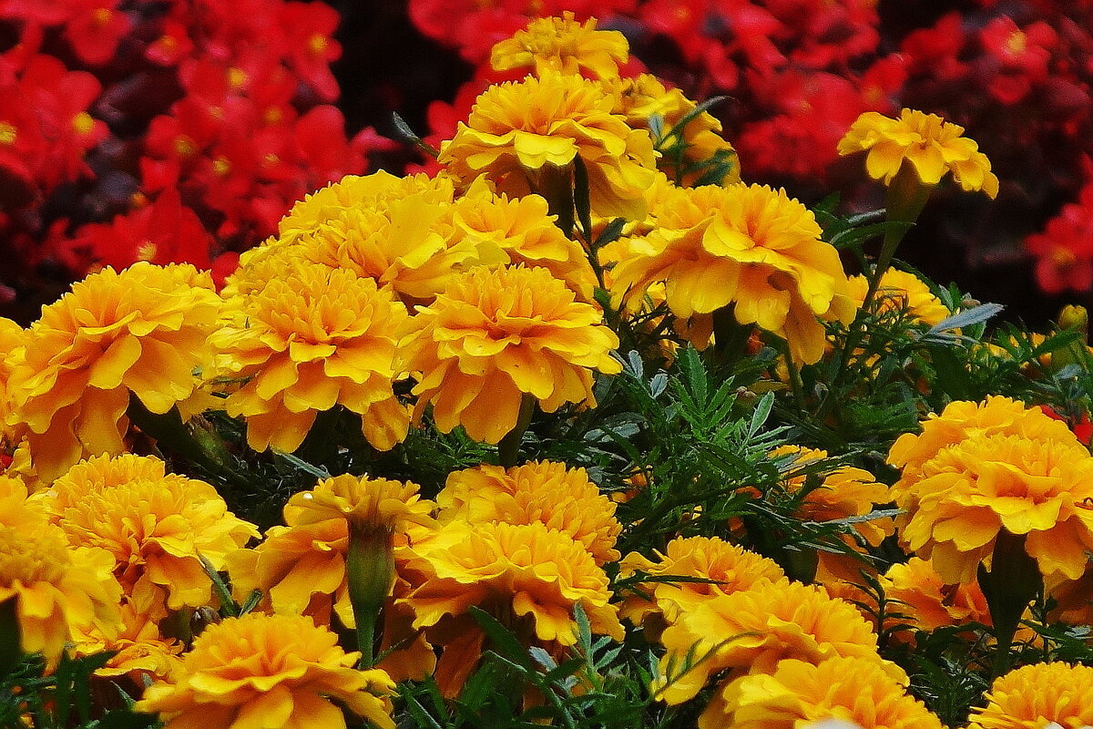 Бархатцы - Рита Симонова