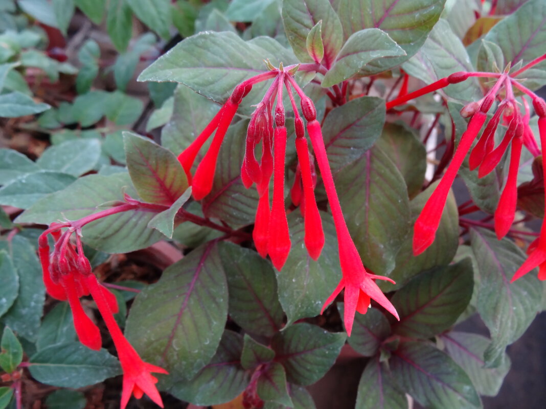 ФУКСИЯ - СЕРГЕЙ ФИЛОЧКИН