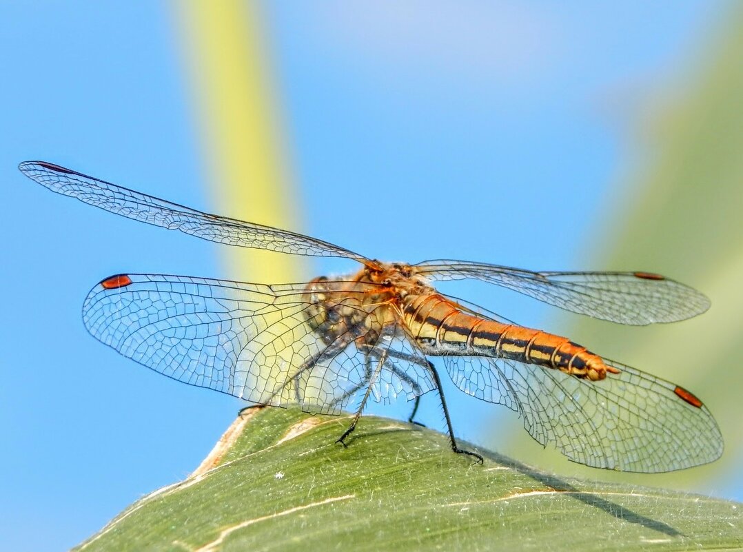 Попрыгунья Стрекоза ... лето красное пропела! - Елена Хайдукова  ( Elena Fly )