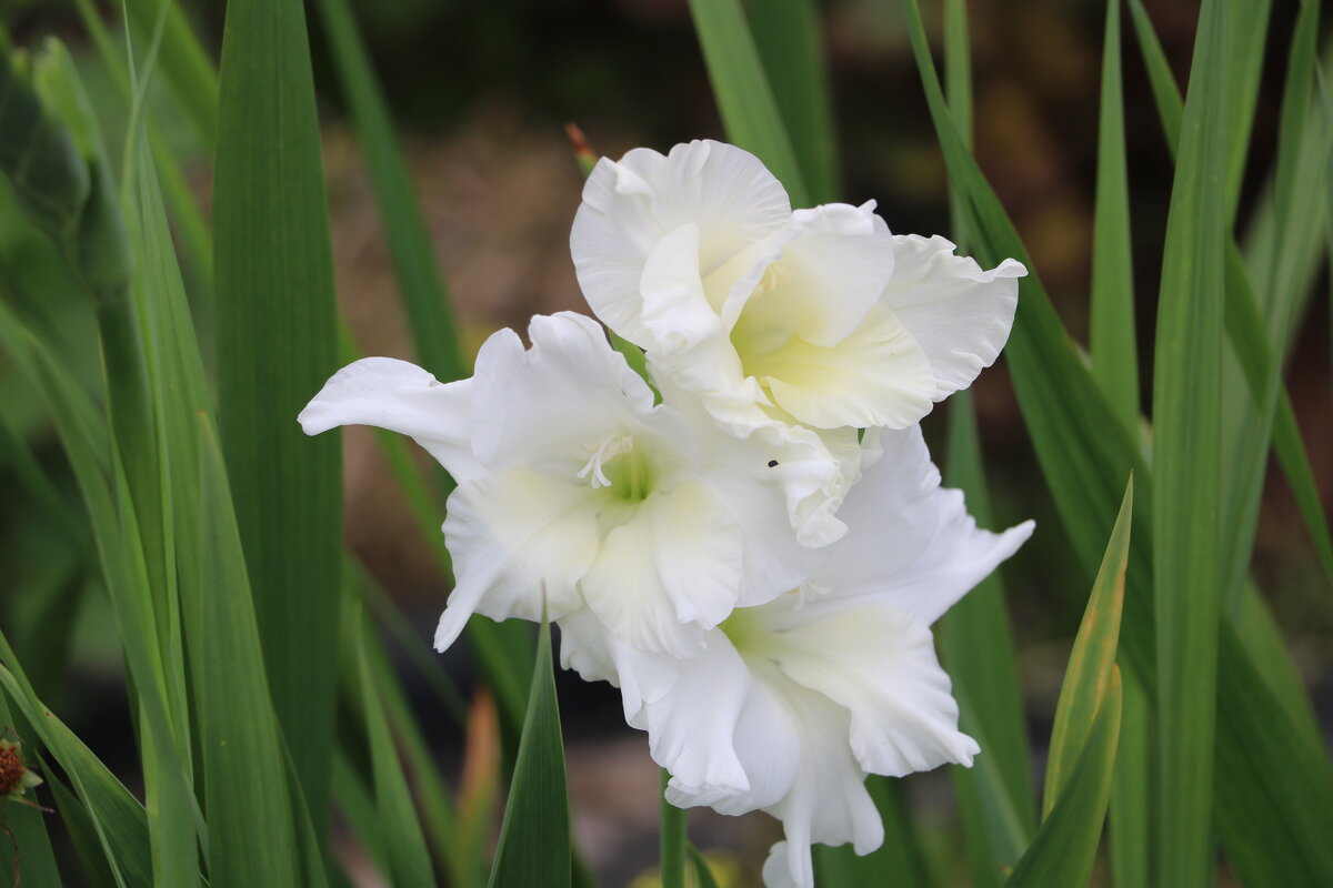 Белый красавец гладиолус - Светлана Белый красавец гладиолус - Светлана