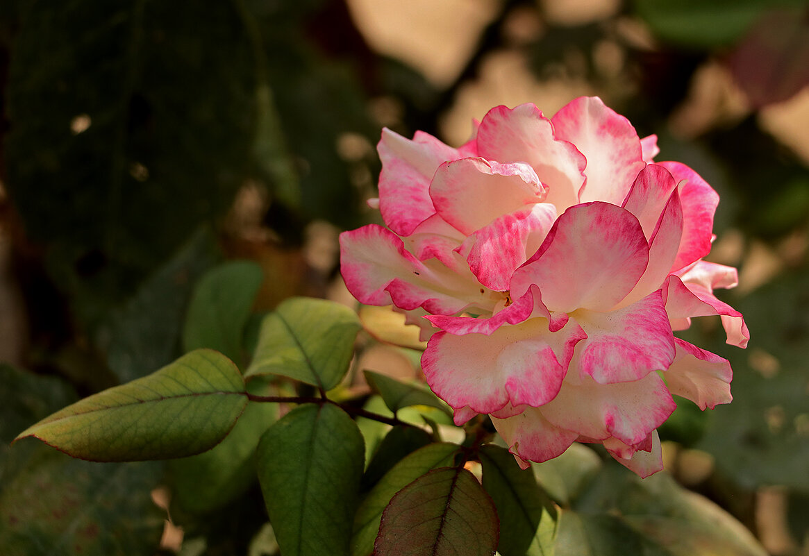 Осенняя - Светлана 