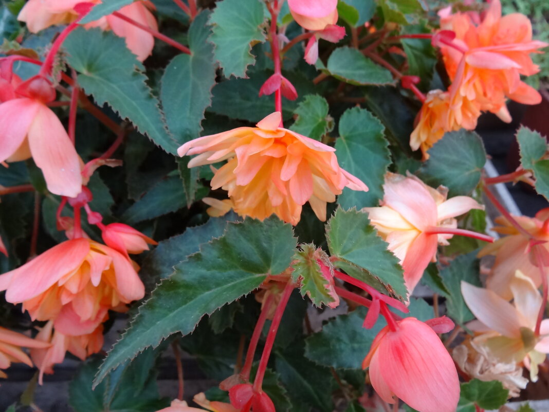 БЕГОНИЯ - СЕРГЕЙ ФИЛОЧКИН БЕГОНИЯ - СЕРГЕЙ ФИЛОЧКИН