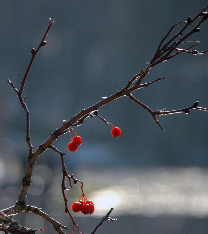 Вот и осень... - Борис Бутцев