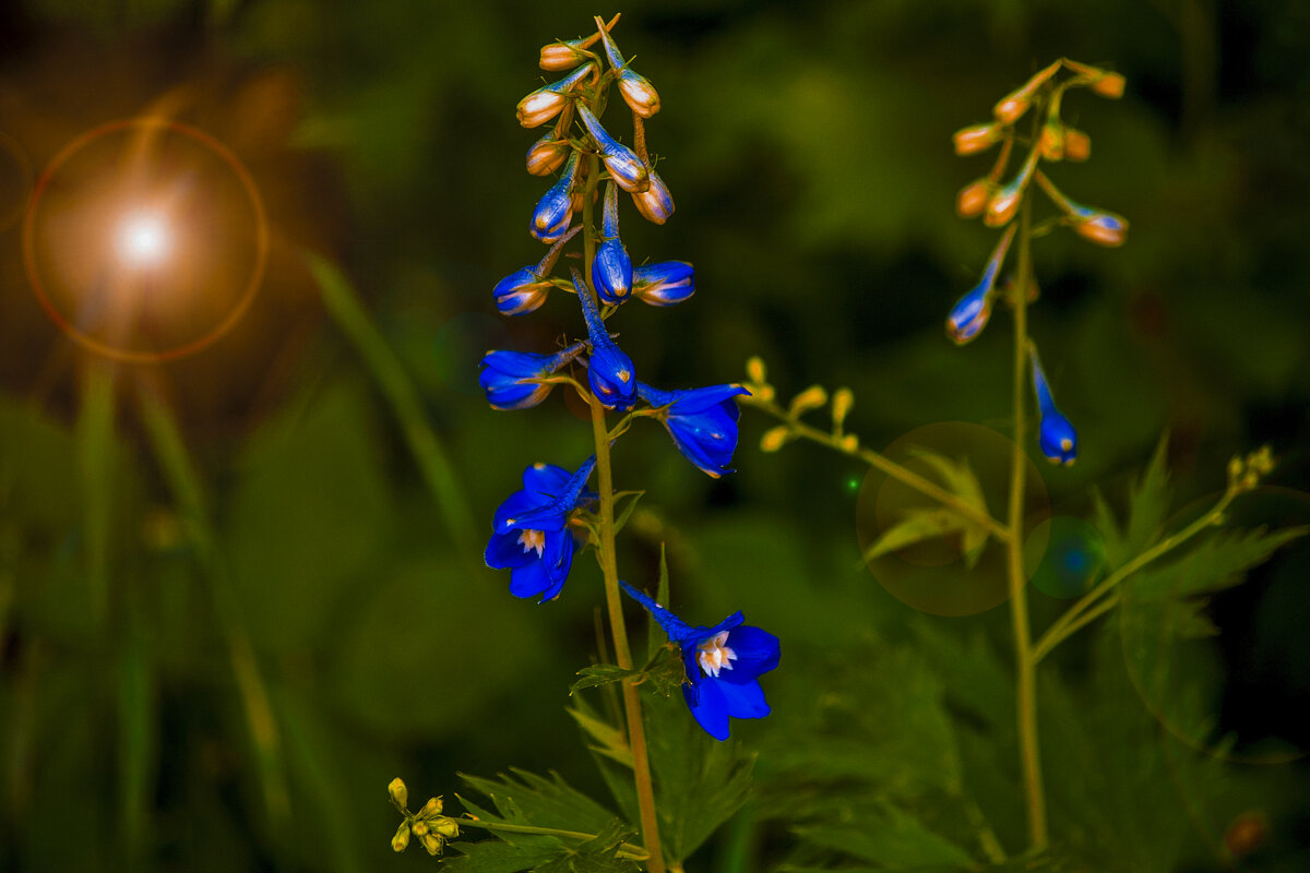 Мой город - ЦВЕТЫ - Владимир Максимов