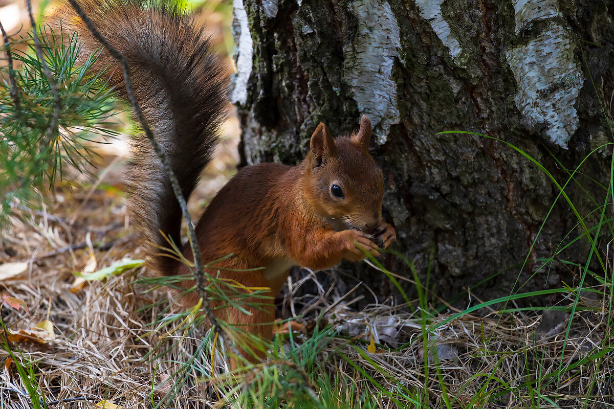 Белка около дерева - Александр Синдерёв
