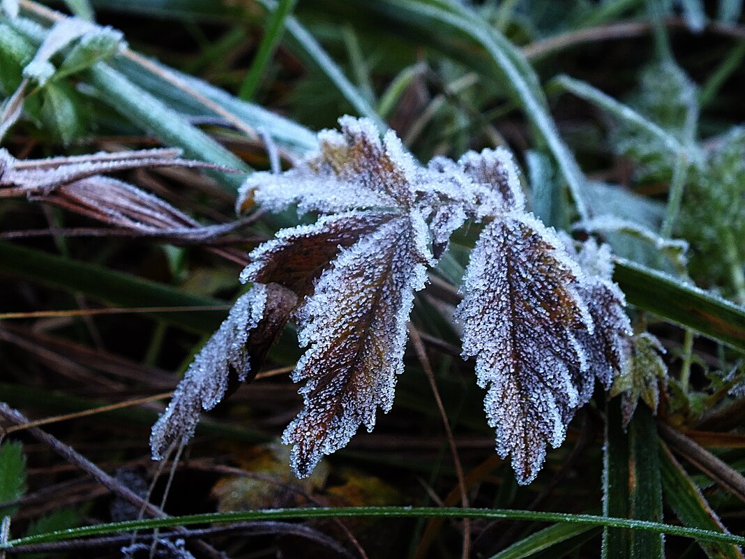 **** - Зоя Мишина