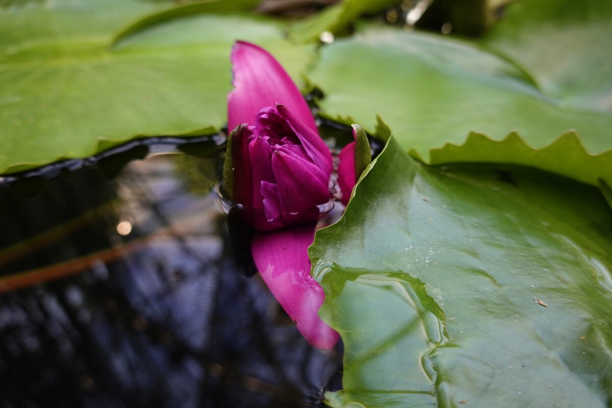 Рождение чуда... - Галина 