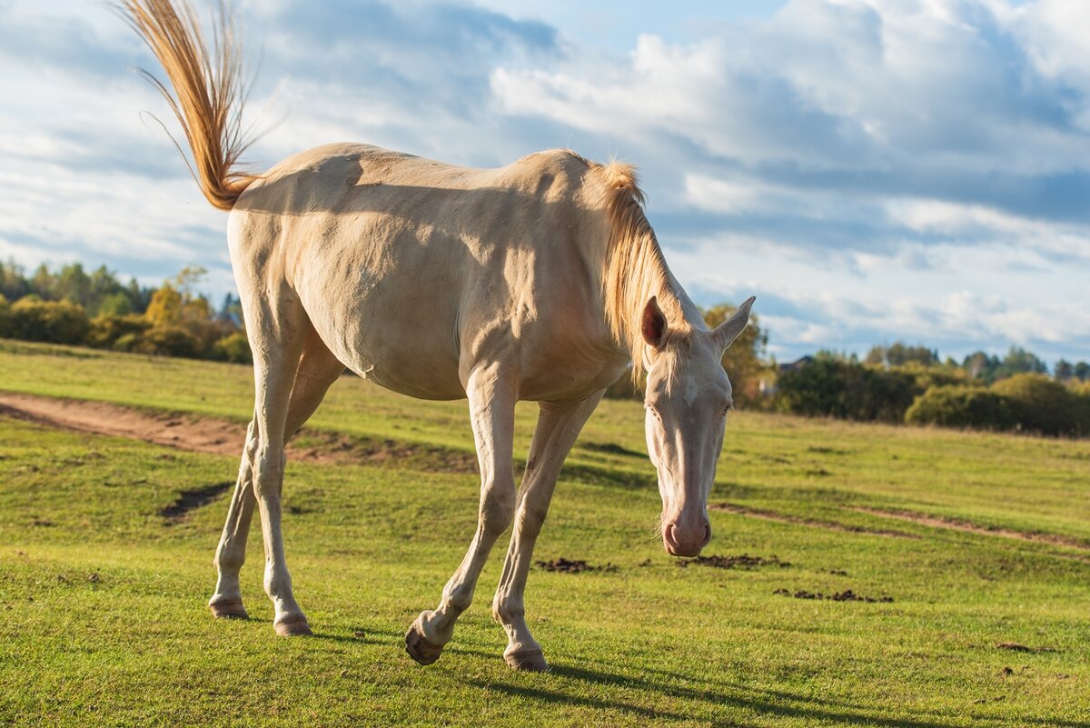 Осенний выгул. - Виктор Евстратов Осенний выгул. - Виктор Евстратов
