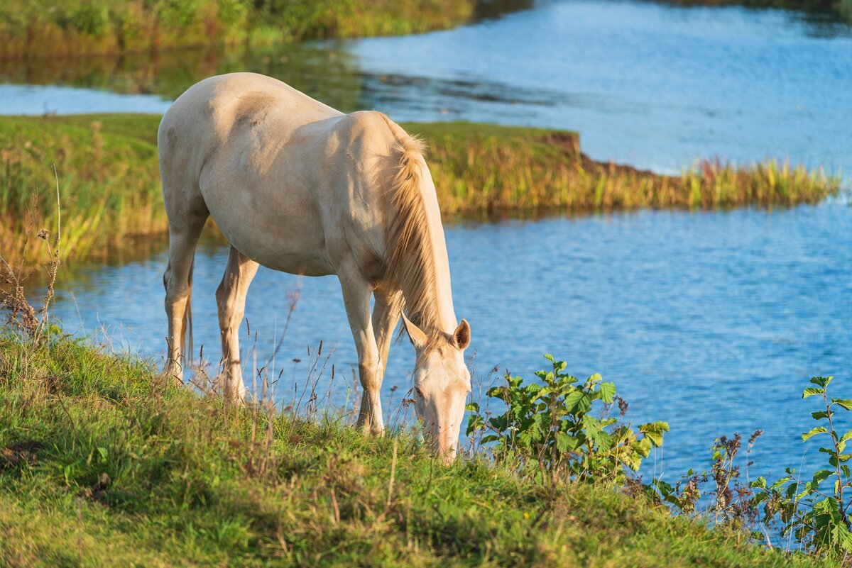 Осенний выгул. - Виктор Евстратов Осенний выгул. - Виктор Евстратов