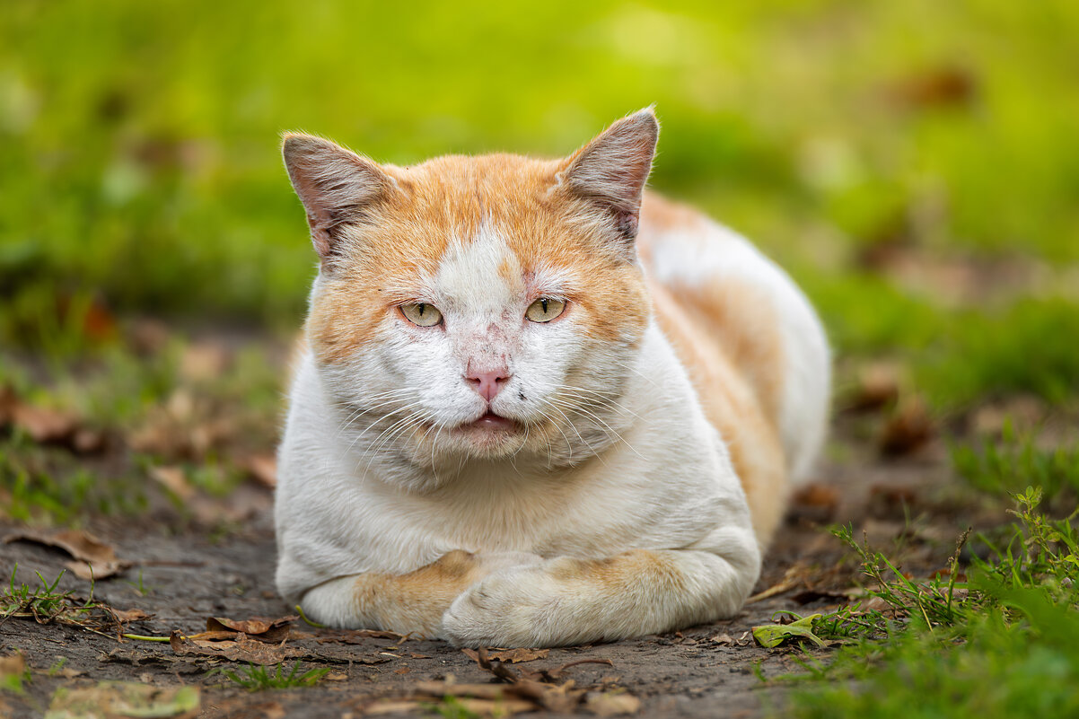 Учёный - Alex Bush