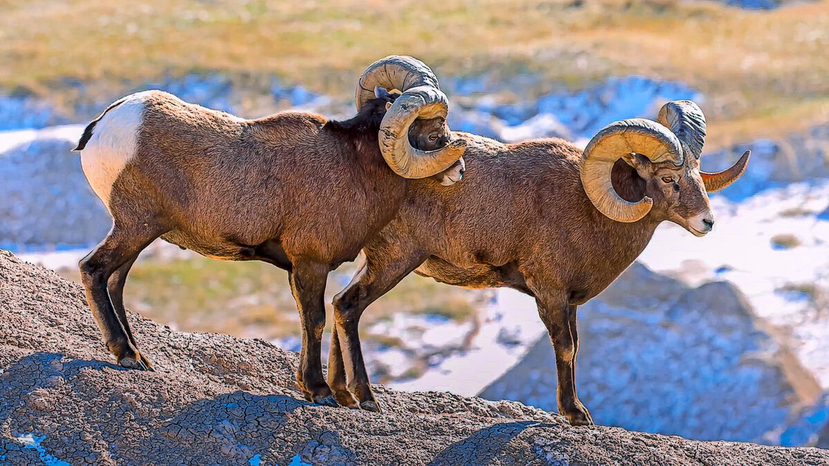 Архары - Aleksey Afonin