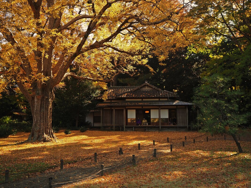 Японское чаепитие в чайном домике - Civetta *** Японское чаепитие в чайном домике - Civetta ***