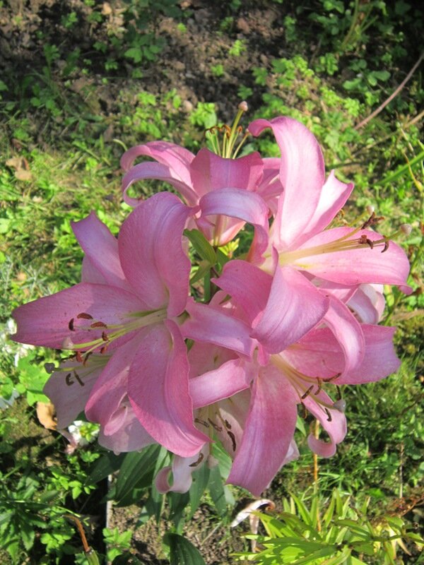 Лилия восточная Челси - Дмитрий Никитин