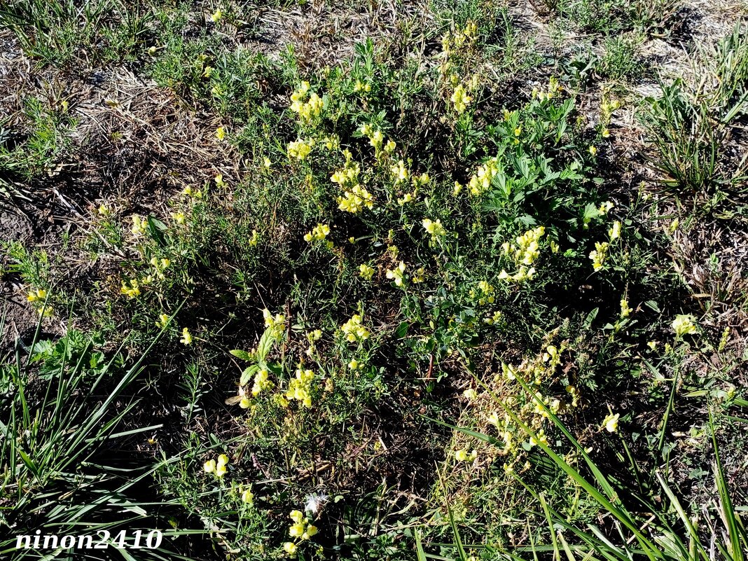 В ростовском экопарке Первая миля - Нина Бутко